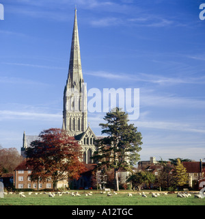 Salisbury Cathedral in autumn evening light seen from the water meadows with sheep grazing in foreground Stock Photo