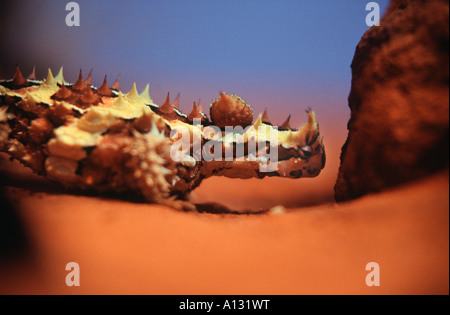 A thorny devil feasts on an ants nest in the nocturnal house at the Alice Springs Desert Park, Northern Territory, Australia Stock Photo