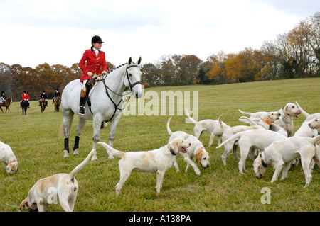 Huntsman with foxhounds Stock Photo