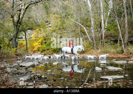 Female Huntsman and foxhounds crossing Boone's Creek Stock Photo