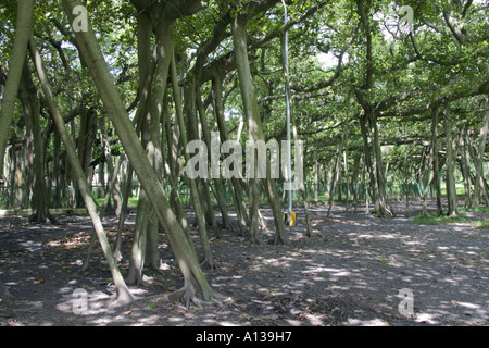Banyan tree botanical garden, kolkata, west bengal, india, asia Stock ...