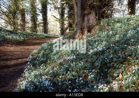 SNOWDROP WALK,  WALSINGHAM ABBEY,   NORFOLK EAST ANGLIA  ENGLAND UK Stock Photo