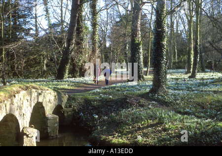 BRIDGE AND SNOWDROP WALK,   WALSINGHAM ABBEY,  NORFOLK EAST  ANGLIA  ENGLAND UK Stock Photo