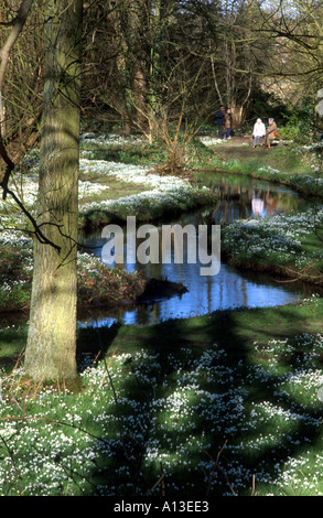 woods flowers wild trees winter path white green LANDSCAPE river,  TRAVEL, DAVID, MOORE,  VERTICAL, Stock Photo