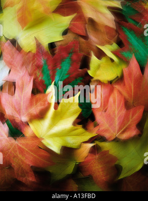 autumn leaves in motion Stock Photo