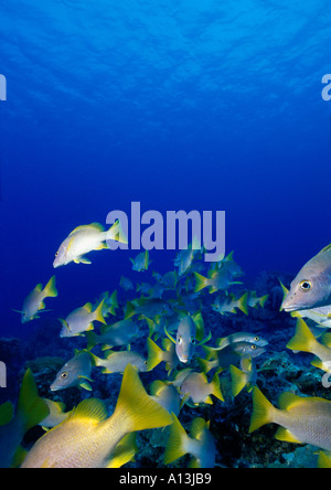 Turks Caicos Islands Providenciales Provo school of schoolmaster fish in blue water Stock Photo