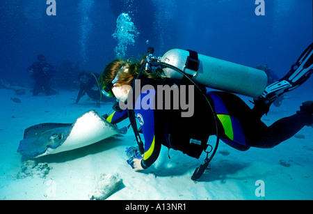 A diver strokes a Southern Stingray (Dasyatis americana) at Stingray City on Grand Cayman Island. Stock Photo