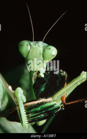 Head of a Praying mantis Mantis religiosa eats eat an insect bits biting its head off grasp grasping in its front claws Stock Photo