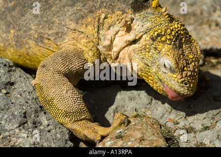 Land Iguana, Conolophus subcristatus, South Plaza, feeding on giant prickly pear cactus, Galapagos, Ecuador Stock Photo