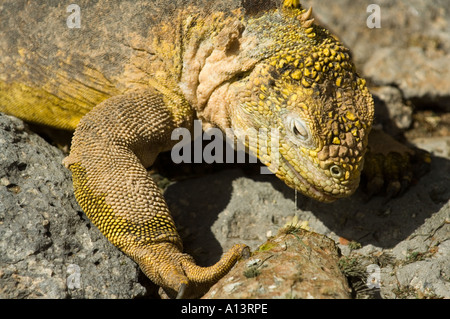 Land Iguana, Conolophus subcristatus, South Plaza, feeding on  giant prickly pear cactus, Galapagos, Ecuador Stock Photo