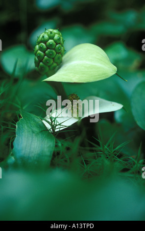 Bog arum Calla palustris Stock Photo