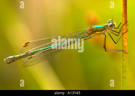 A female Emerald damselfly Lestes sponsa rests on a bullrush stalk near a pond in Epping forest London UK Stock Photo