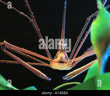 Stenorhynchus seticornis SPIDER HERMIT CRAB  yellowline arrow ghost crab Arthropoda Malacostraca Decapoda Pleocyemata  Majidae Stock Photo