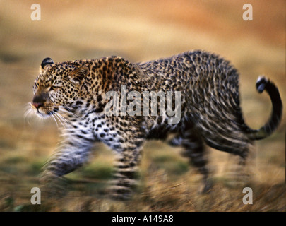 Leopard Masai Mara Kenya Stock Photo