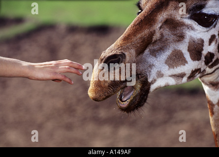 Human hand reaching out to touch giraffe Stock Photo