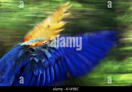 Blue and yellow macaw flying Stock Photo