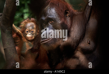 Orangutan mother and baby Tanjung Putting Borneo Stock Photo