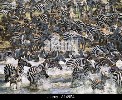 Zebras crossing Mara River on migration Kenya Stock Photo