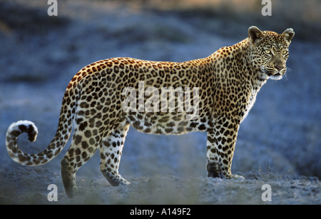 Leopard Masai Mara Kenya Stock Photo