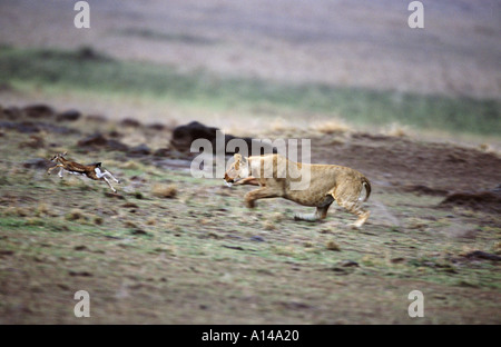 Thompsons Gazelle Masai Mara Kenya Stock Photo - Alamy