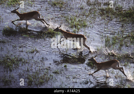 Red lechwe running through water Okavango Delta Botswana Stock Photo