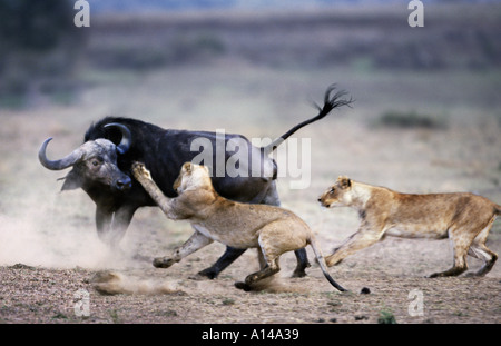 Lions attacking a buffalo Masai Mara Kenya Stock Photo