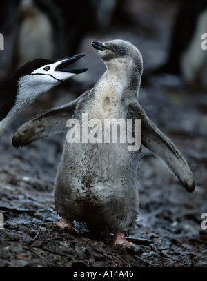 Baby chinstrap penguin Stock Photo