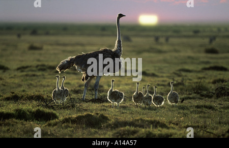 Ostrich with chicks Masai Mara Kenya Stock Photo