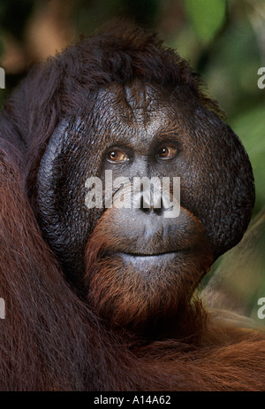 Mature Male Orangutan Tanjung Puting Borneo Stock Photo