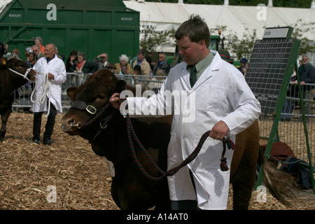 Devonshire Bull at Devon County Show Stock Photo