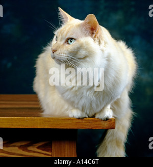 Thomas a red point Ragdoll domestic pedigree neuter cat showing head and shoulders UK EU Stock Photo