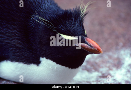 Felsenpinguin rockhopper penguin Eudyptes chrysocome Stock Photo