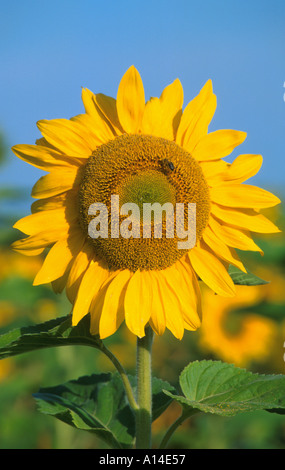 yellow sunflower and blue sky WESTWICK NORFOLK NORFOLK EAST ANGLIA ...