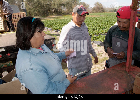 Mexican American migrant workers pick strawberries in a Plant City Florida field Stock Photo
