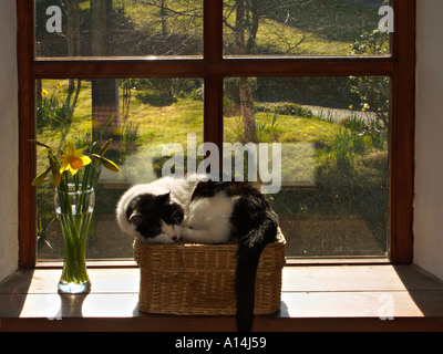 A cat sleeping in the sun Stock Photo