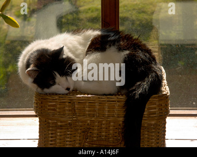 A cat sleeping in the sun Stock Photo