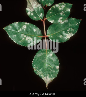 Powdery mildew (Podosphaera pannosa) on rose leaves Stock Photo