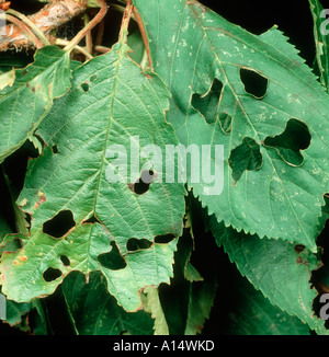 Shot-hole disease (Pseudomonas syringae) lesions on a plum ...