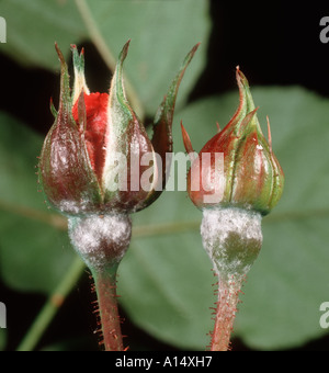 Powdery Mildew (Podosphaera pannosa) on rose buds Stock Photo