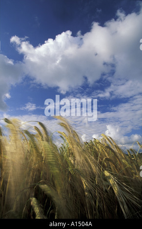 Crop Field Somerset UK Stock Photo