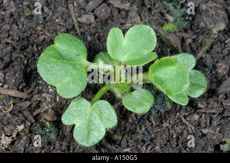 Creeping buttercup Ranunculus repens seedling with cotyledons and five true leaves Stock Photo
