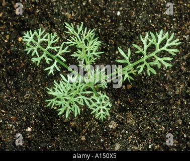 Scentless mayweed Tripleurospermum  inodorum young plant Stock Photo