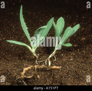Perennial Sow thistle Sonchus arvensis shoots from fragmented rhizome Stock Photo