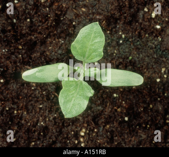 Spiny cocklebur Xanthium spinosum seedling with first two true leaves Stock Photo