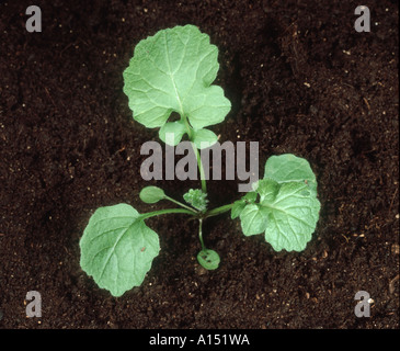 Hedge mustard Sisymbrium officinale seedling with three to four true leaves Stock Photo