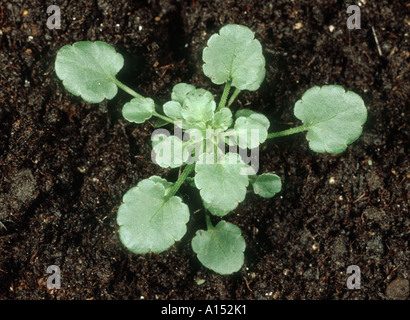 Young field pansy Viola arvensis plant Stock Photo