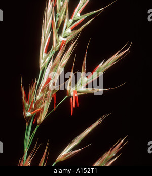 Upright brome Bromus erectus close up of flower florets anthers Stock Photo