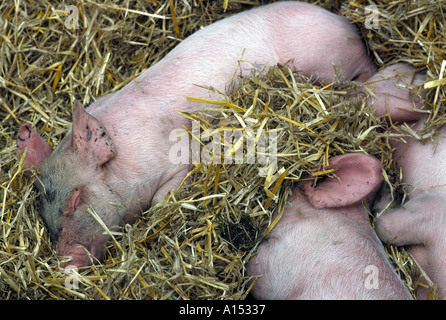 Piglets sleeping in straw bed Stock Photo