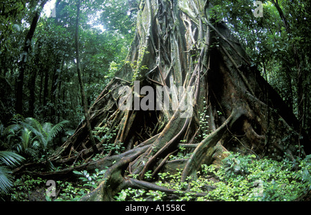 Details of Tree Roots in Rainforest Cape Tribulation Queensland Australia Stock Photo