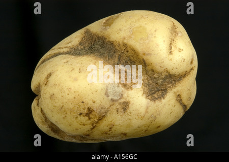 Black scurf Rhizoctonia solani russeting distortion in potato tuber Stock Photo